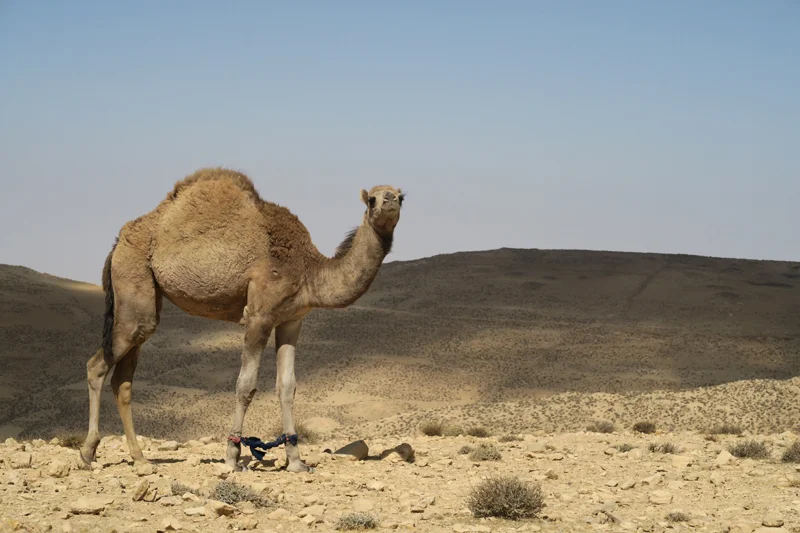 Alone in the desert