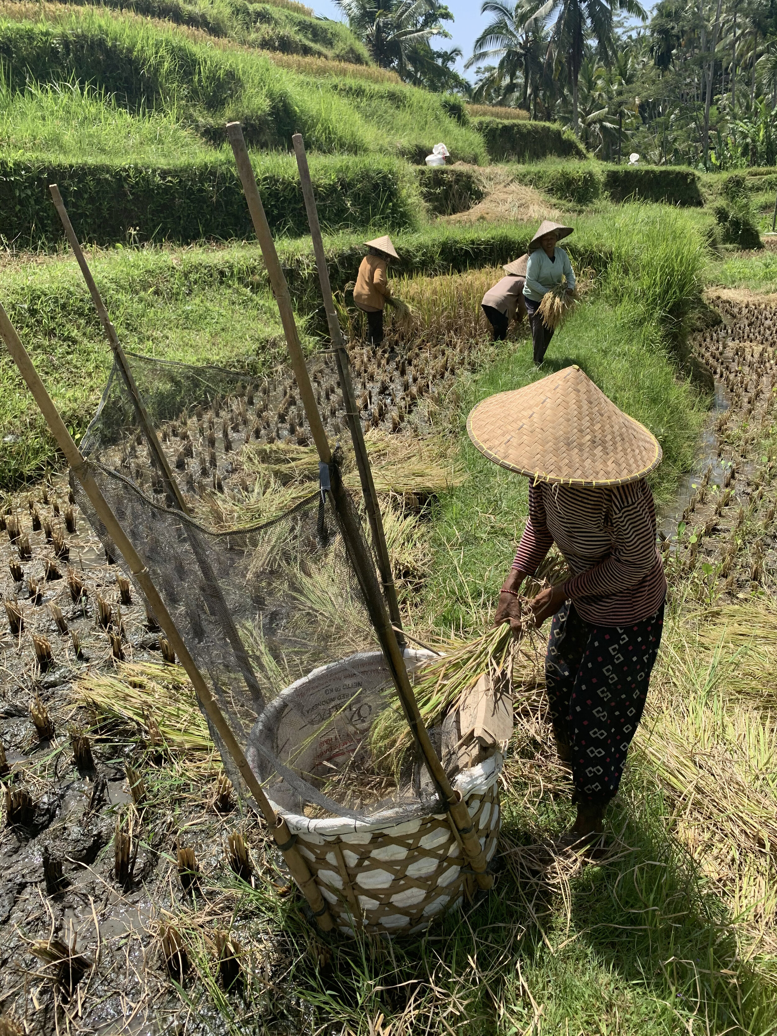 Rice.jpg