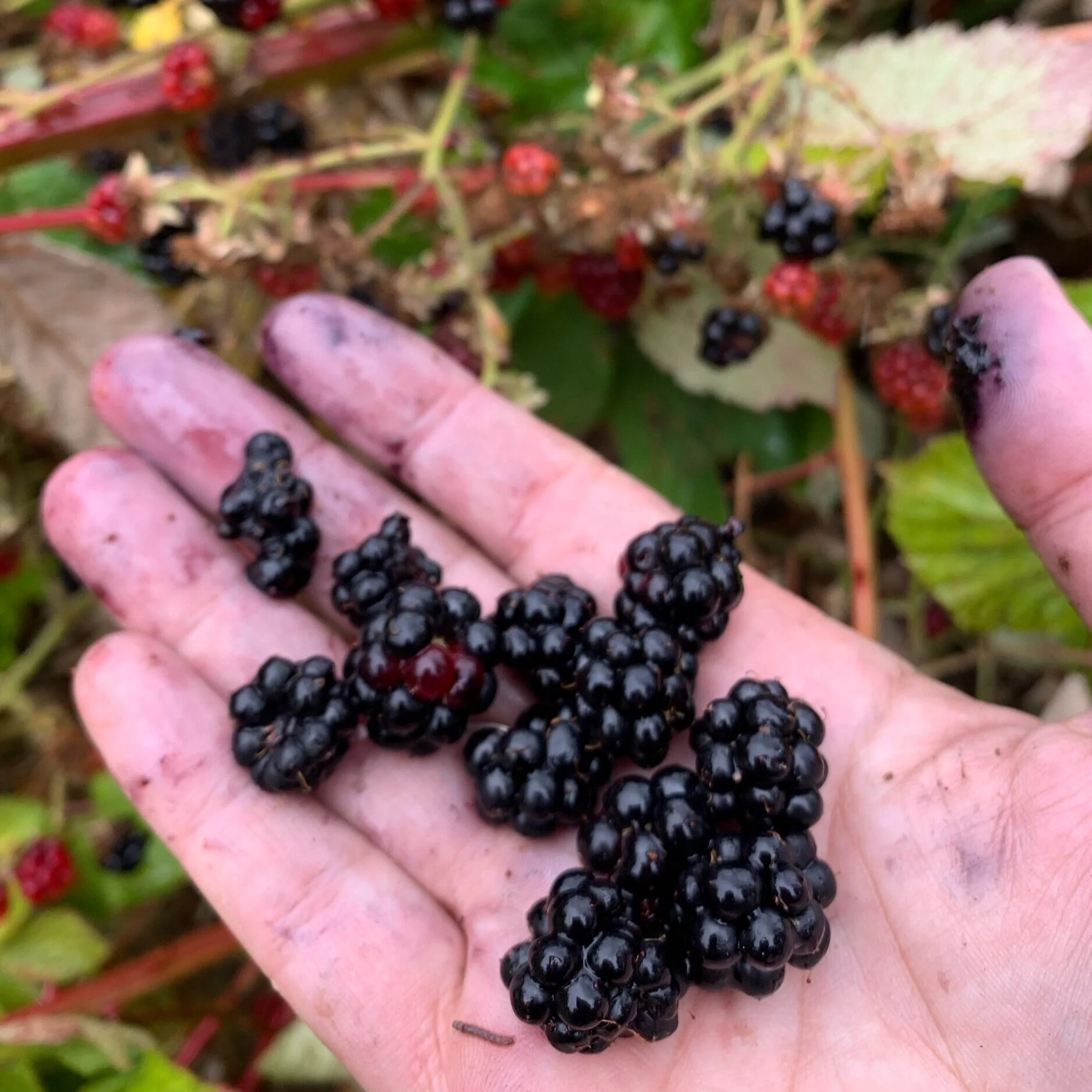 Matriarchal Preserves