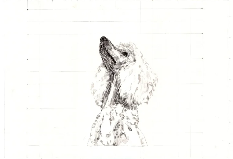 poodle modeling e.jpg