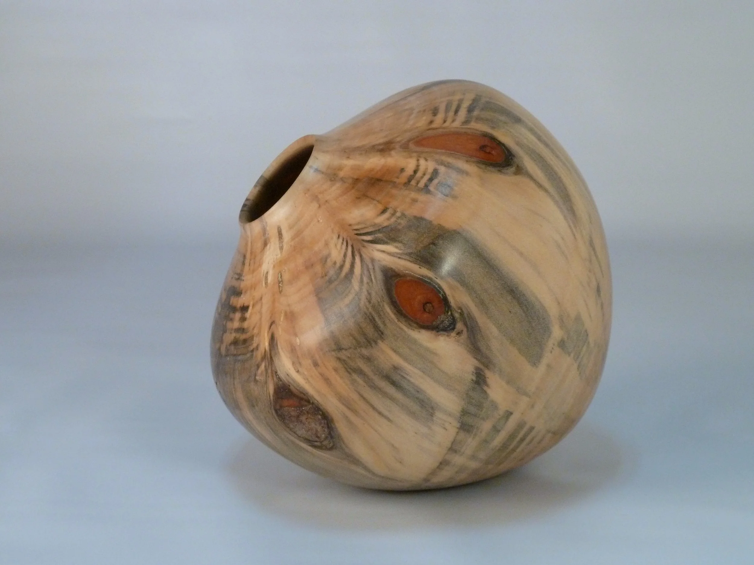 Artifact: Norfolk Island Pine  SOLD