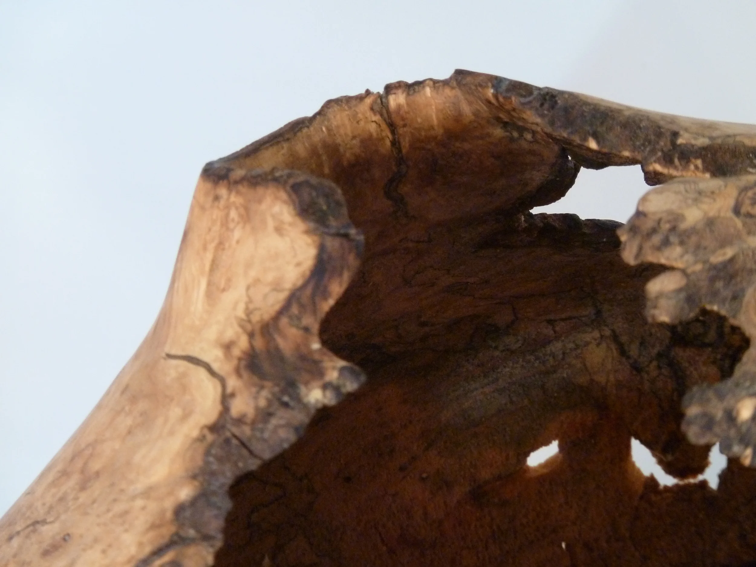 Artifact: Spalted Maple Burl (detail)