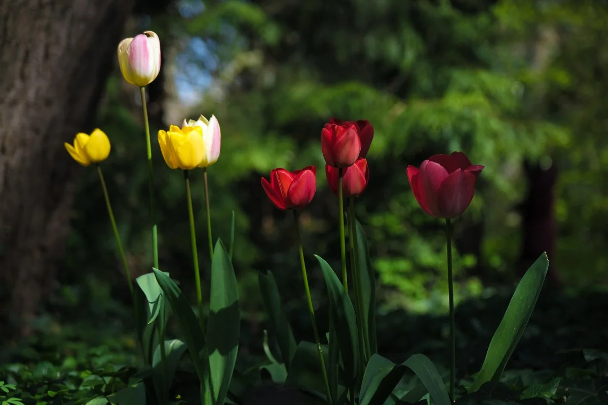 Vrolijke lentebloeiers in de botanische tuin van Delft