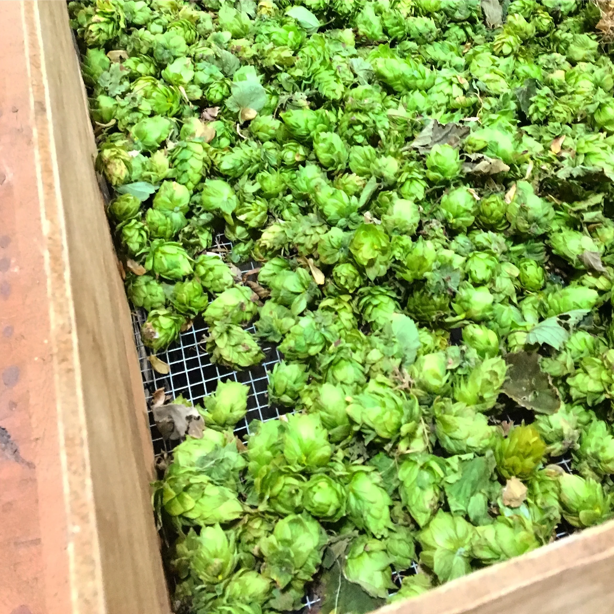 Box of Cascade hops at Vanish brewery in Virginia.