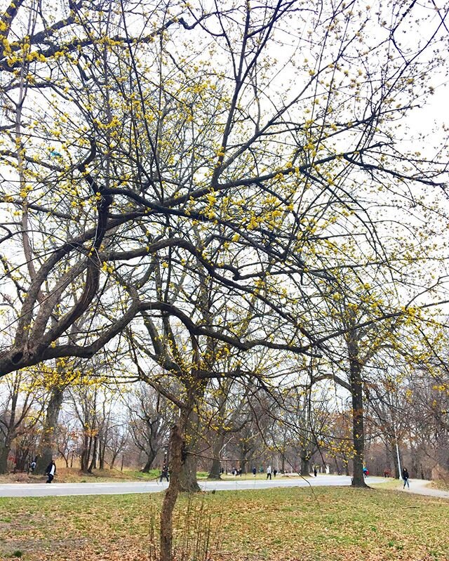 Walking in #prospectpark - fresh air, no crowds, and budding young trees to give us hope.
.
.
#socialisolation #socialdistancing #parkwalk #signsofspring #brooklynny