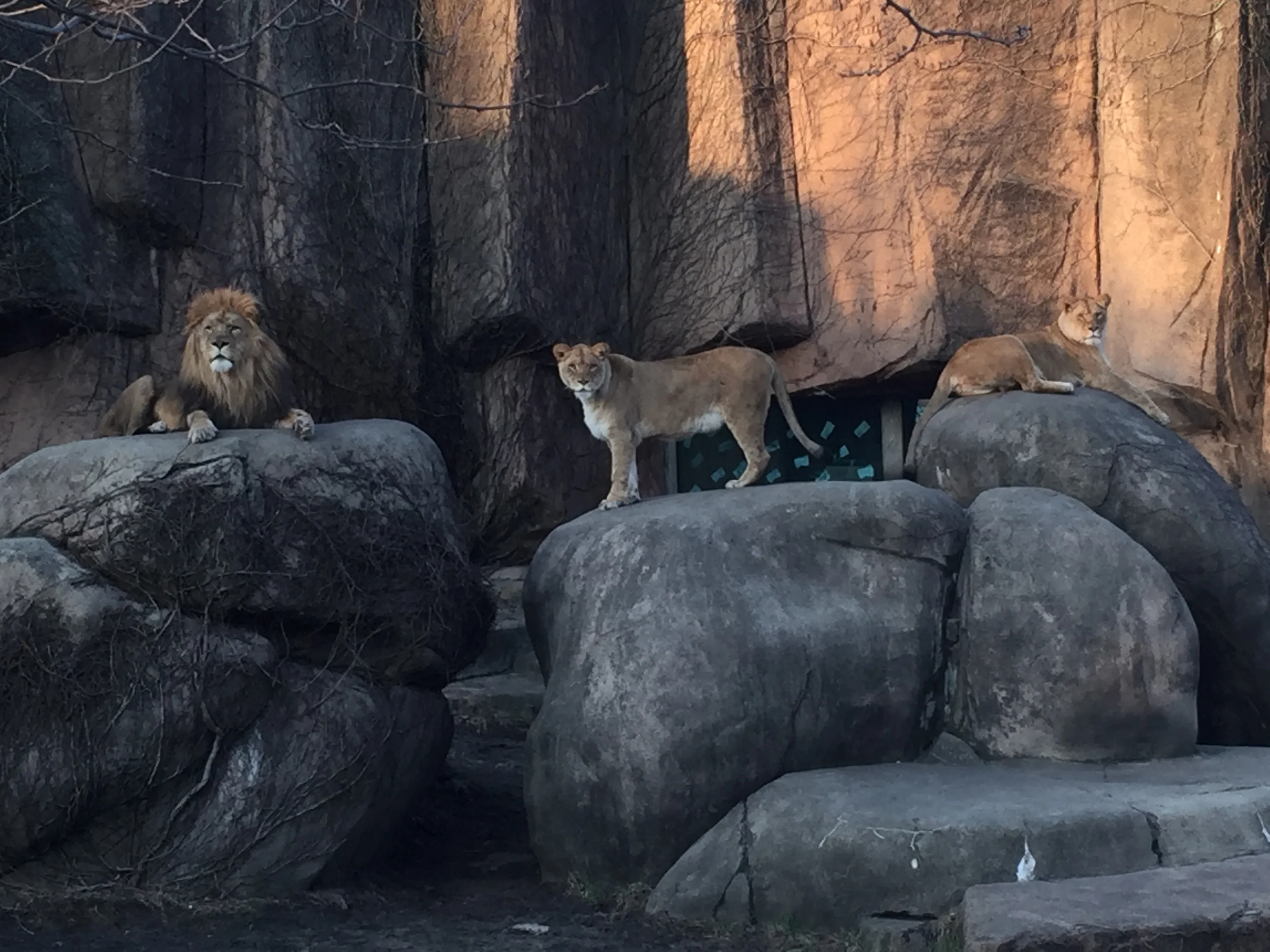  I was chased through Chicago by a pride of lions with bigger pearly whites... 
