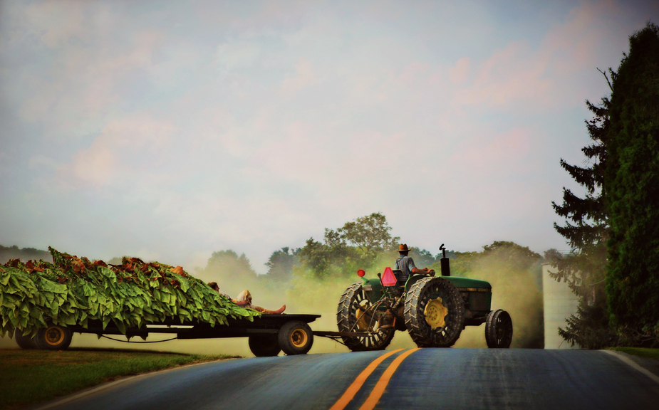 Bet Ferris Sale, "The Tobacco Farmer's Wife"