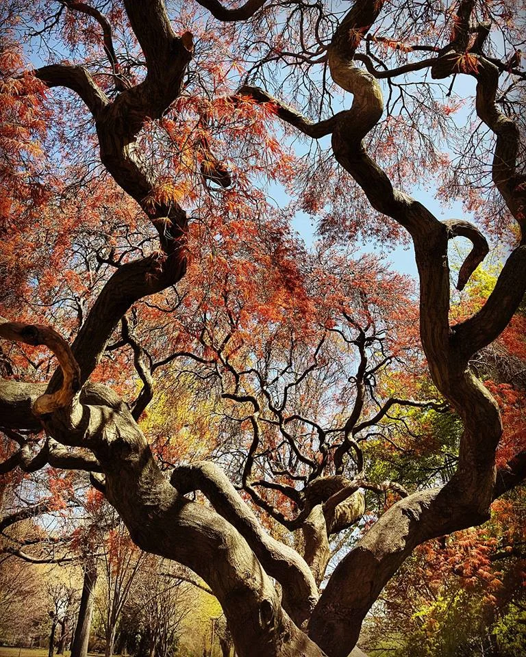 Tree_Vikki-Sarah-Margulies.jpg