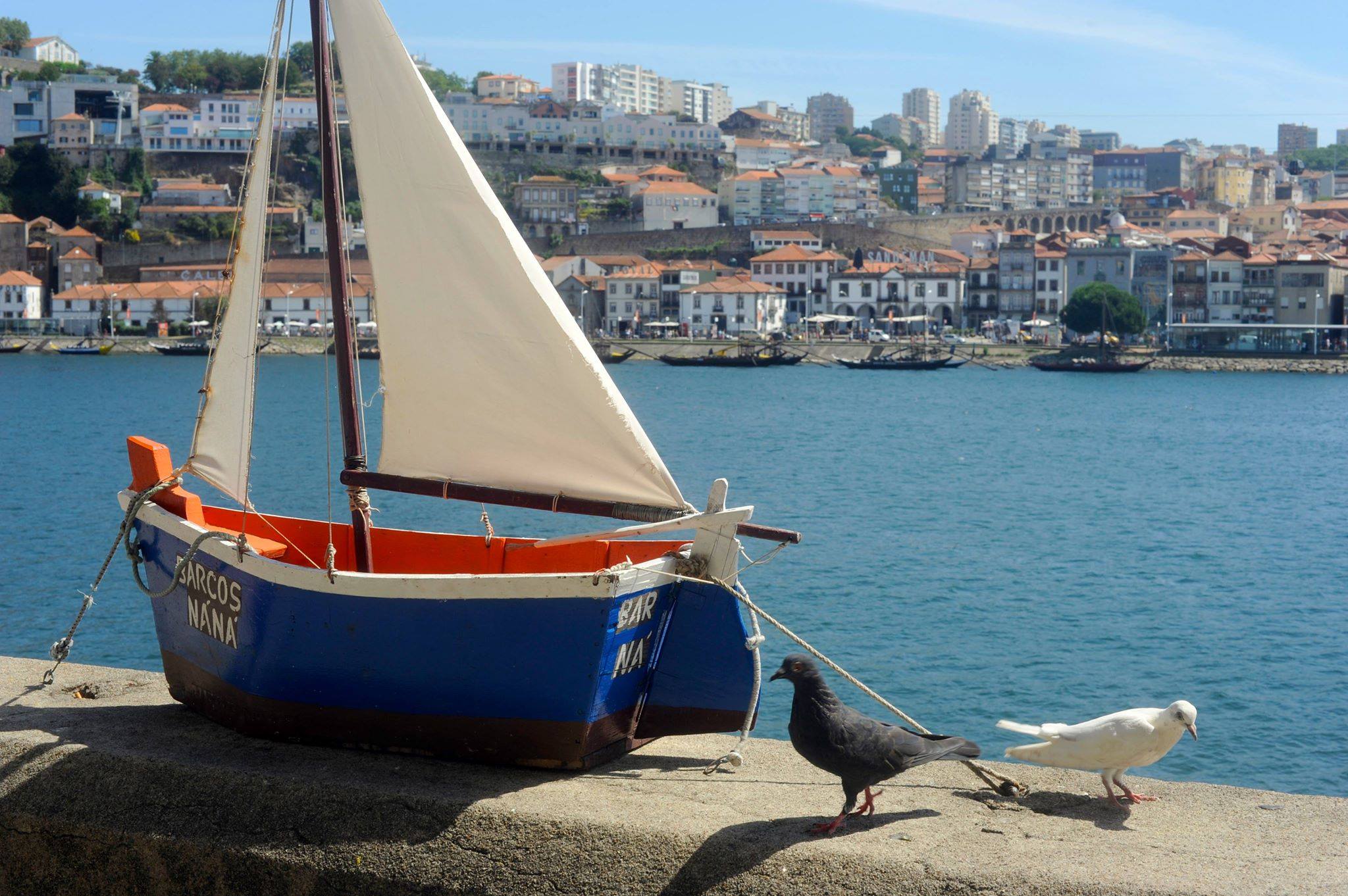 Boat-pigeons-Barcos-Nana.jpg