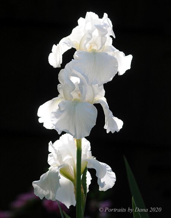 "White Iris" by Dana Benner