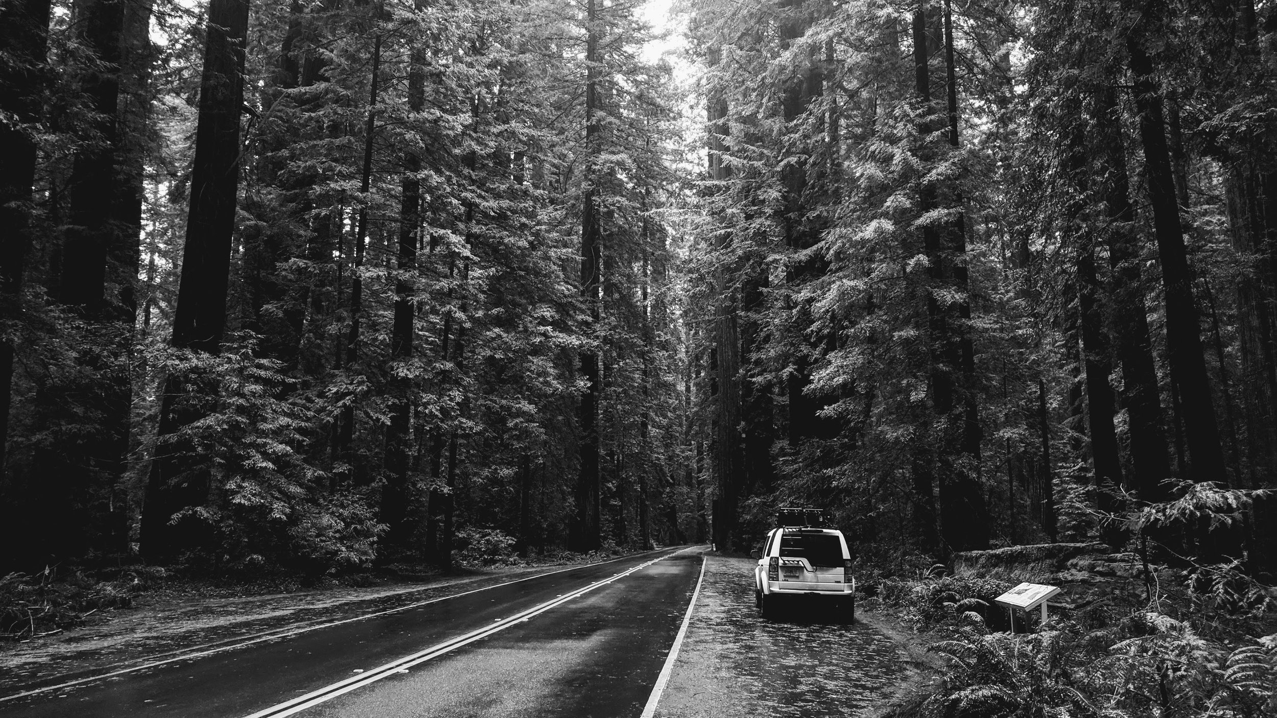 Traveling Through the Avenue of the Giants