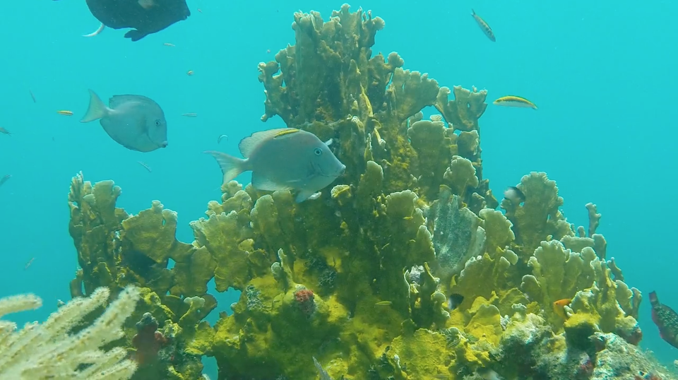 Filmmaker Turns His Lens On One Of The Last Healthy Reefs, Because ‘We Have To Take Care Of It’
