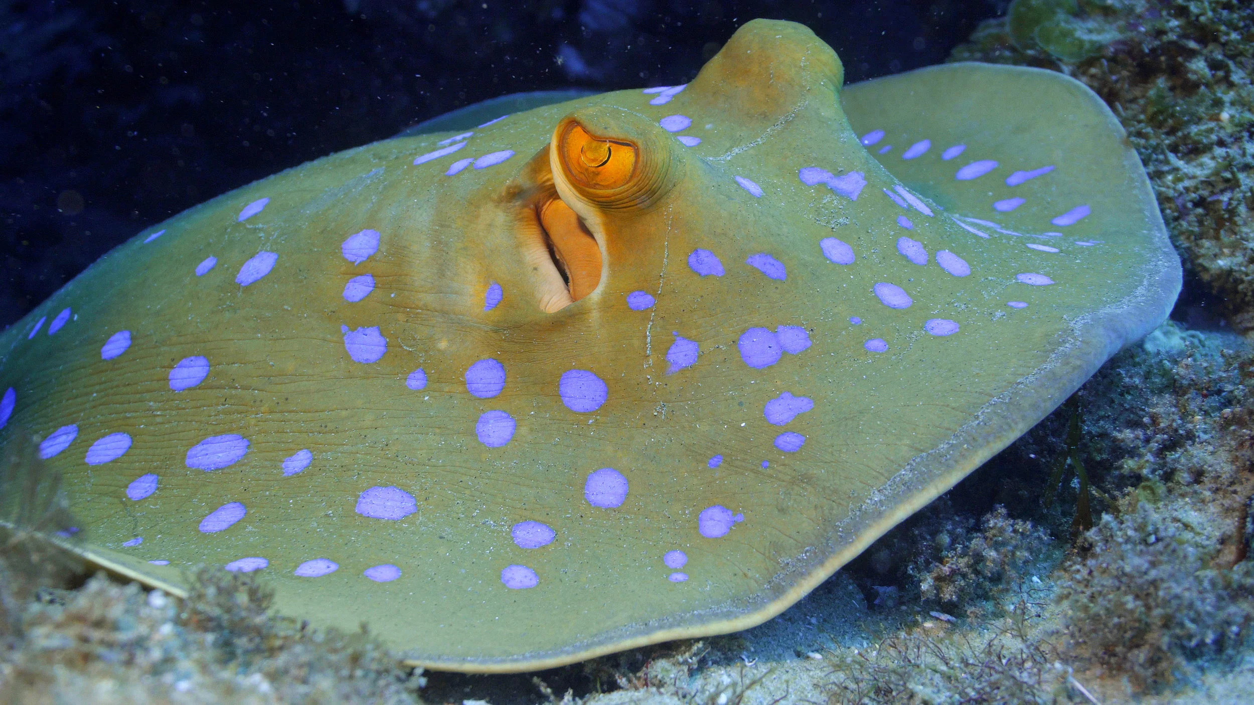 Diving Wild Media in Mozambique