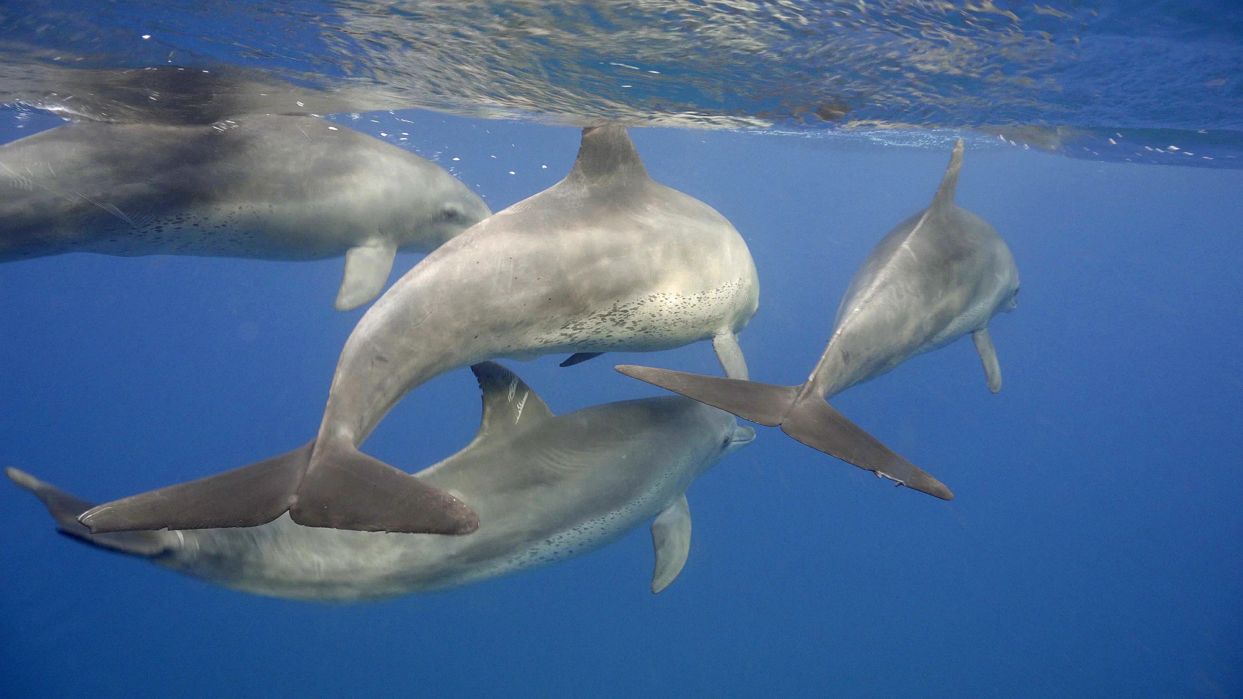 Eco-tourism and Dolphins