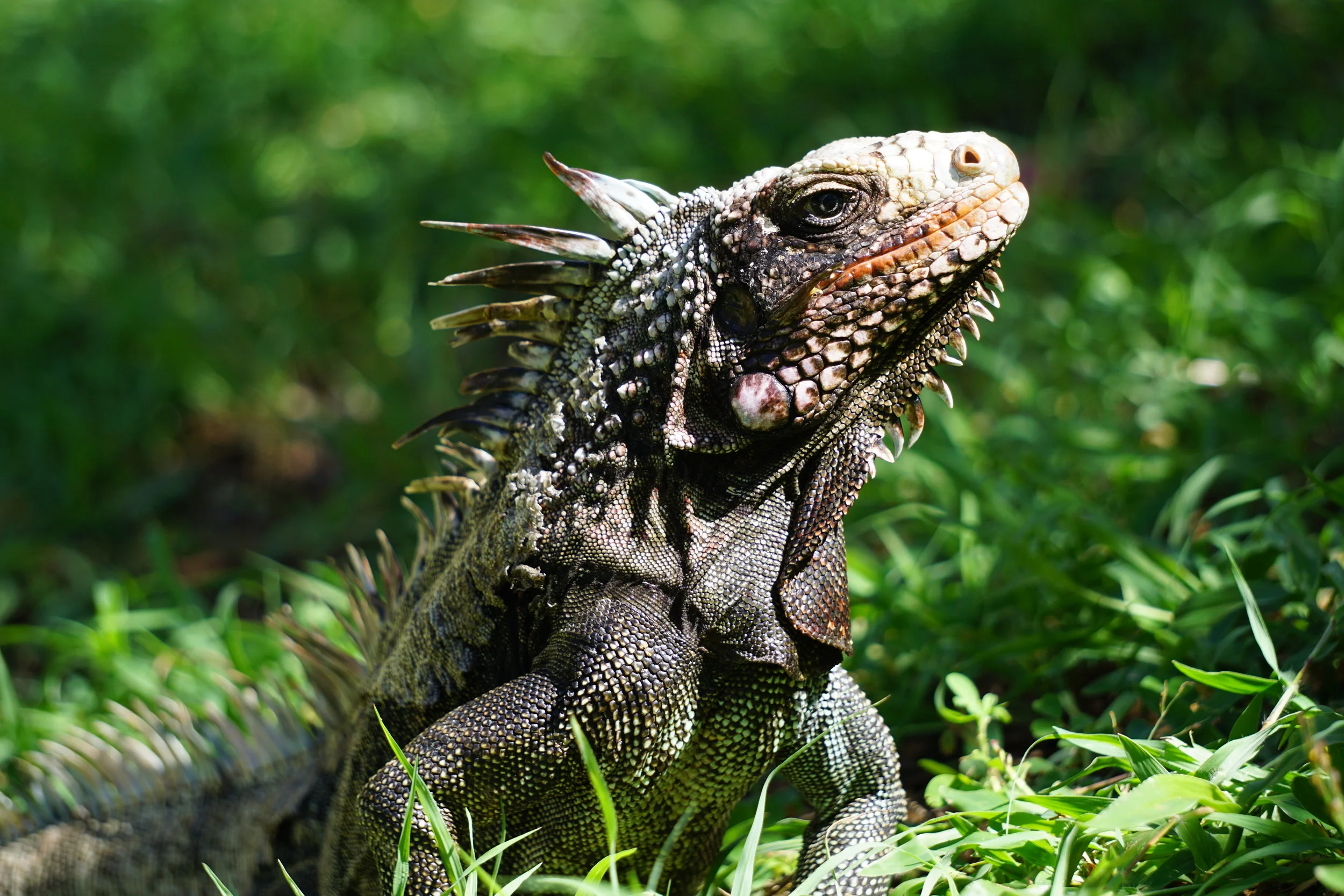 Running Wild in the Virgin Islands