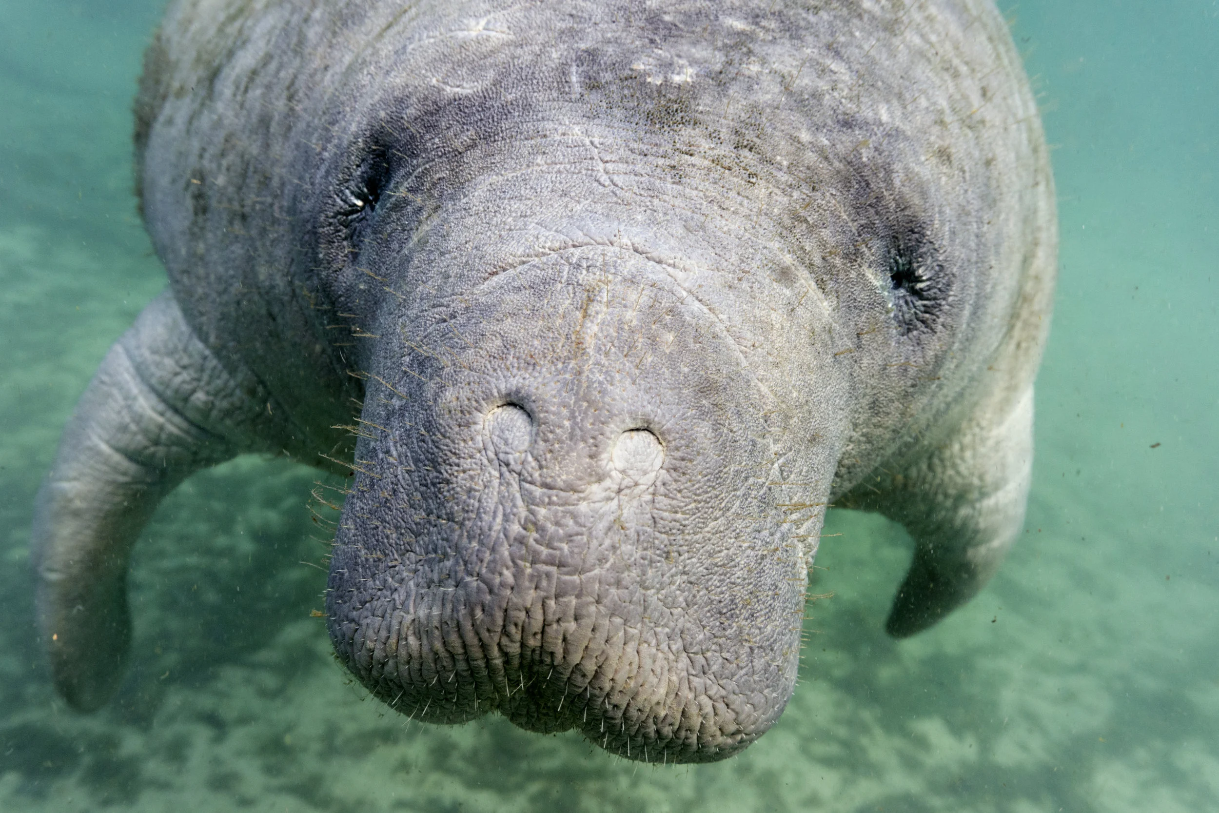 Manatee Conservation