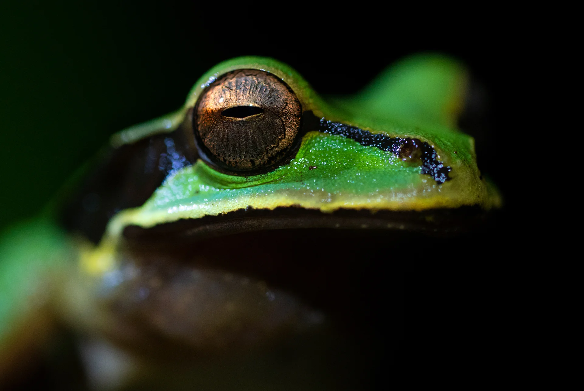 Running Wild Expedition: Costa Rica
