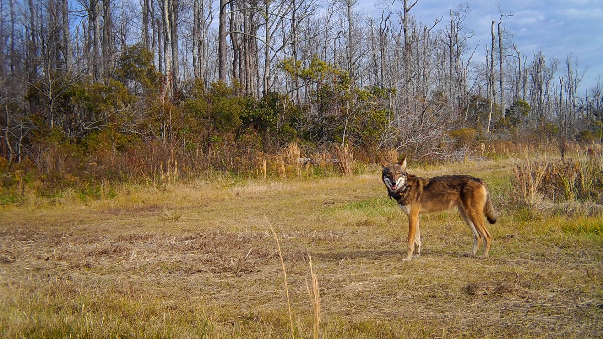 Red Wolf1.jpg