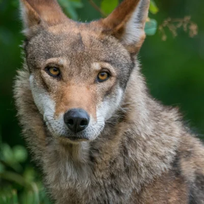 Filming the American Red Wolf