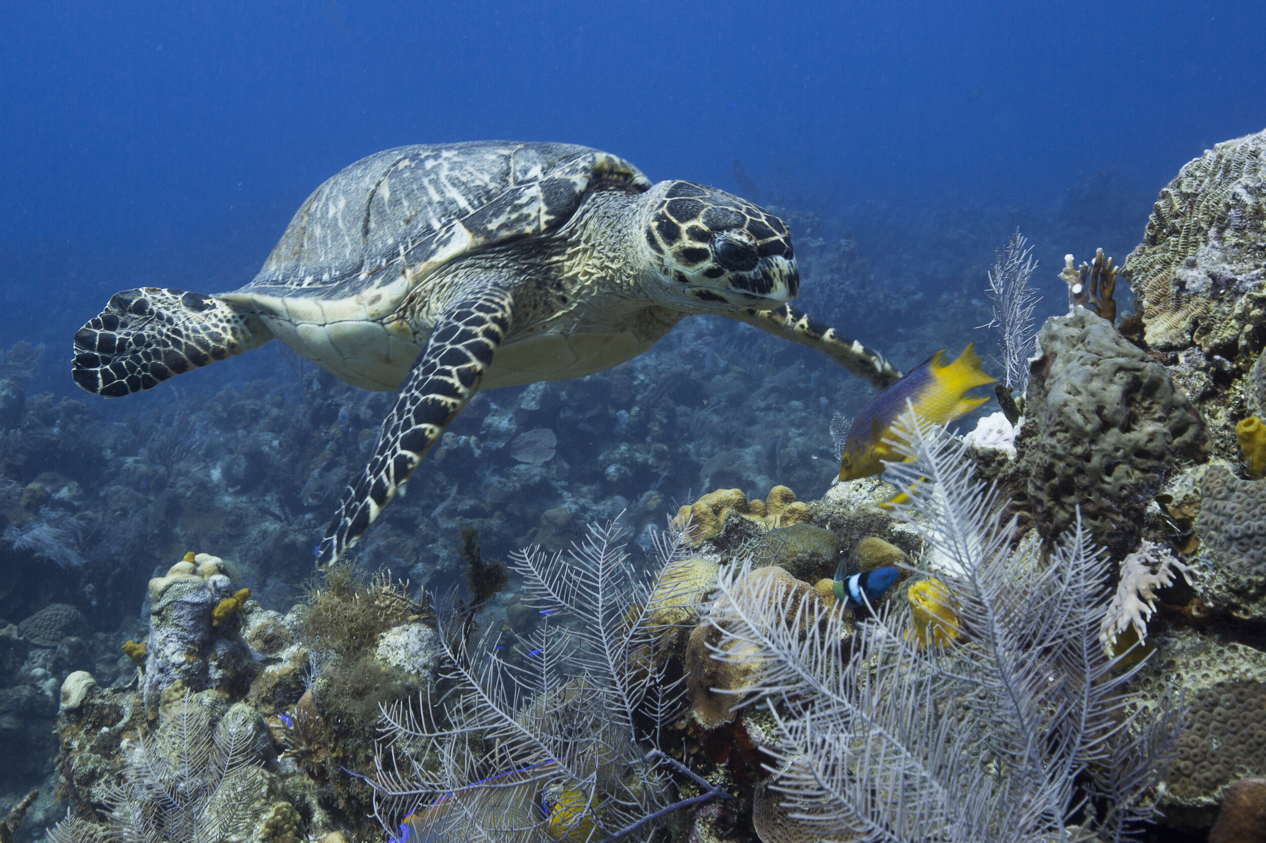 Trade in sea turtle products is banned, but they’re still sold in Japan