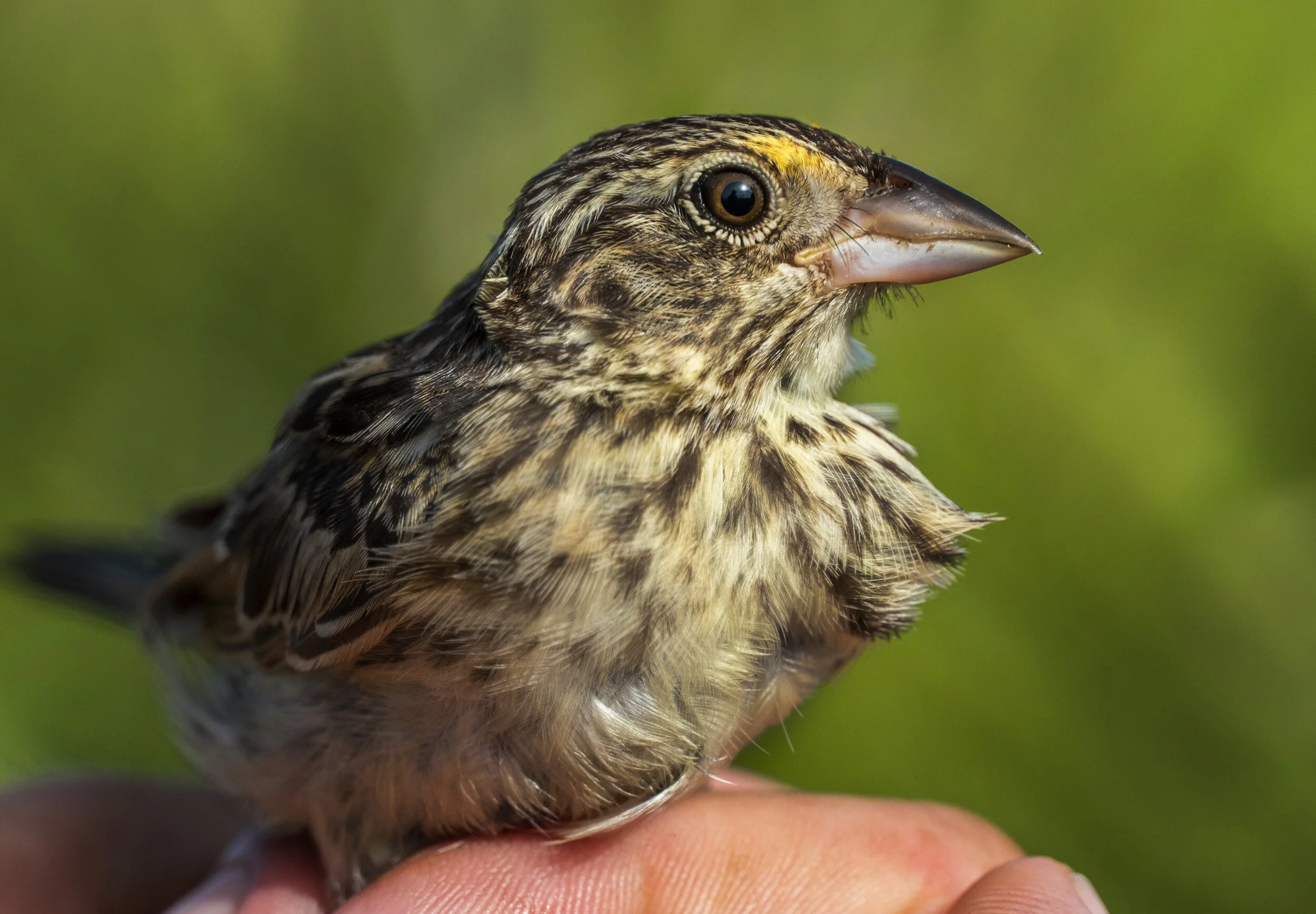 Saving Florida’s Rarest Bird