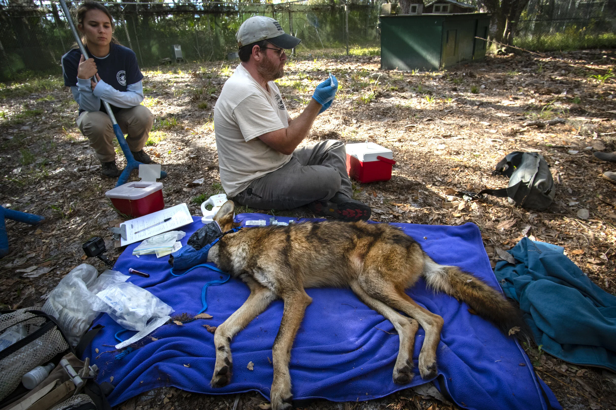America's Forgotten Wolf 
