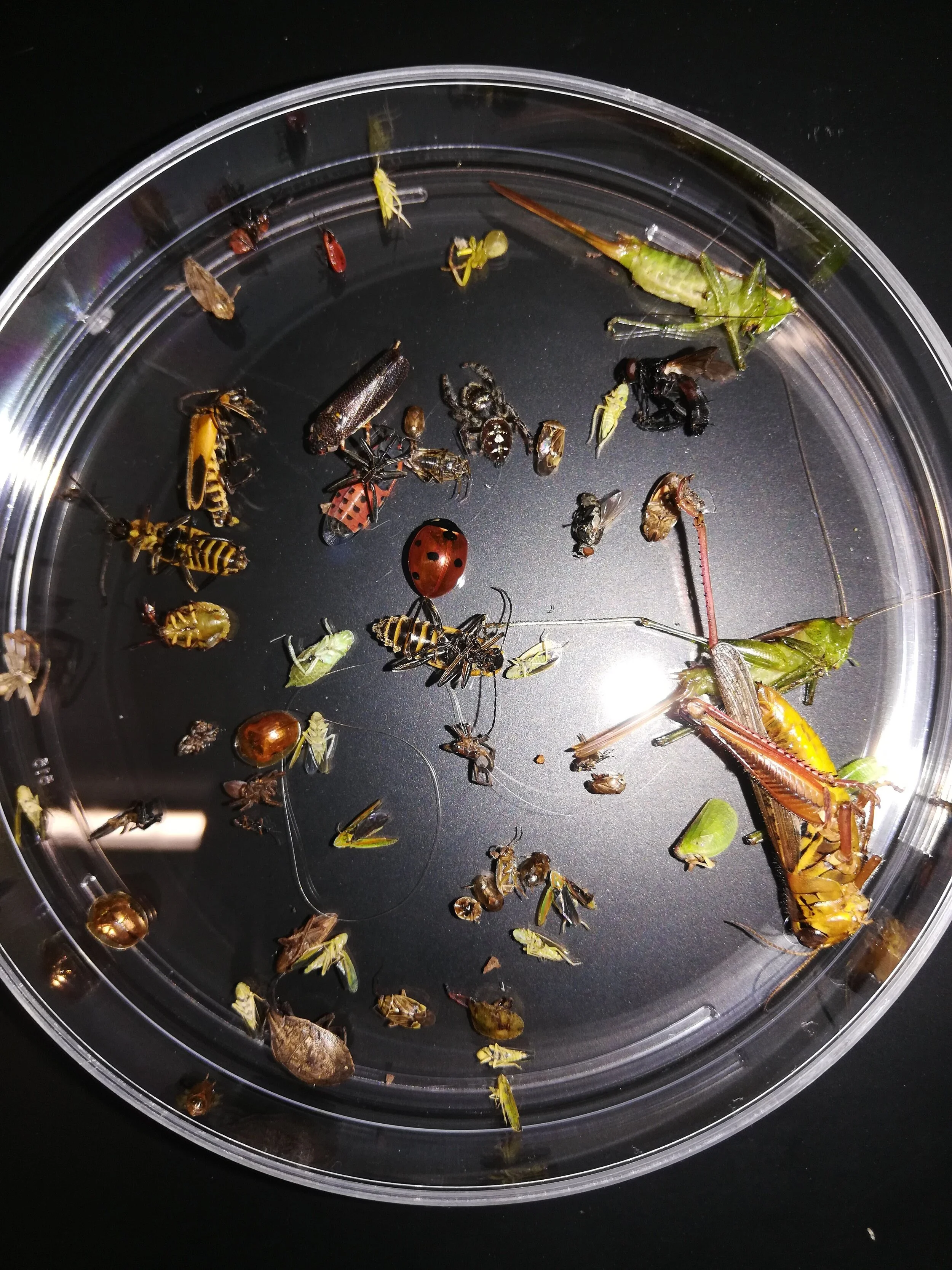 Bugging Out with our recent Intern