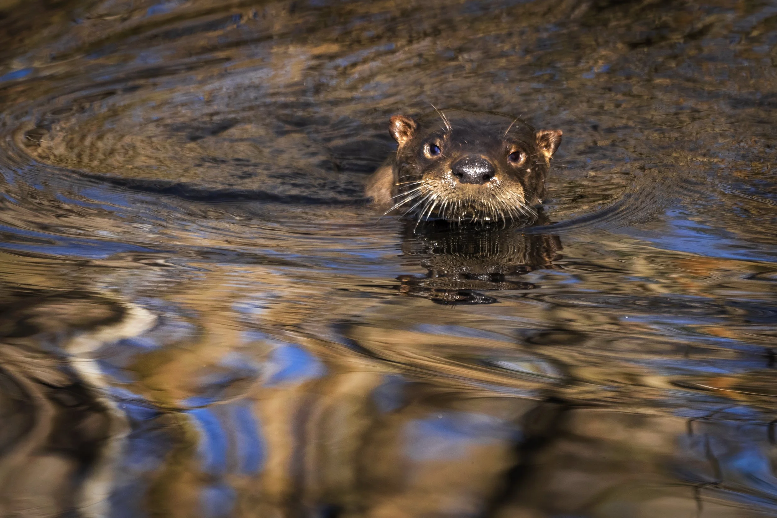 Filming Otters for CBS Sunday Morning