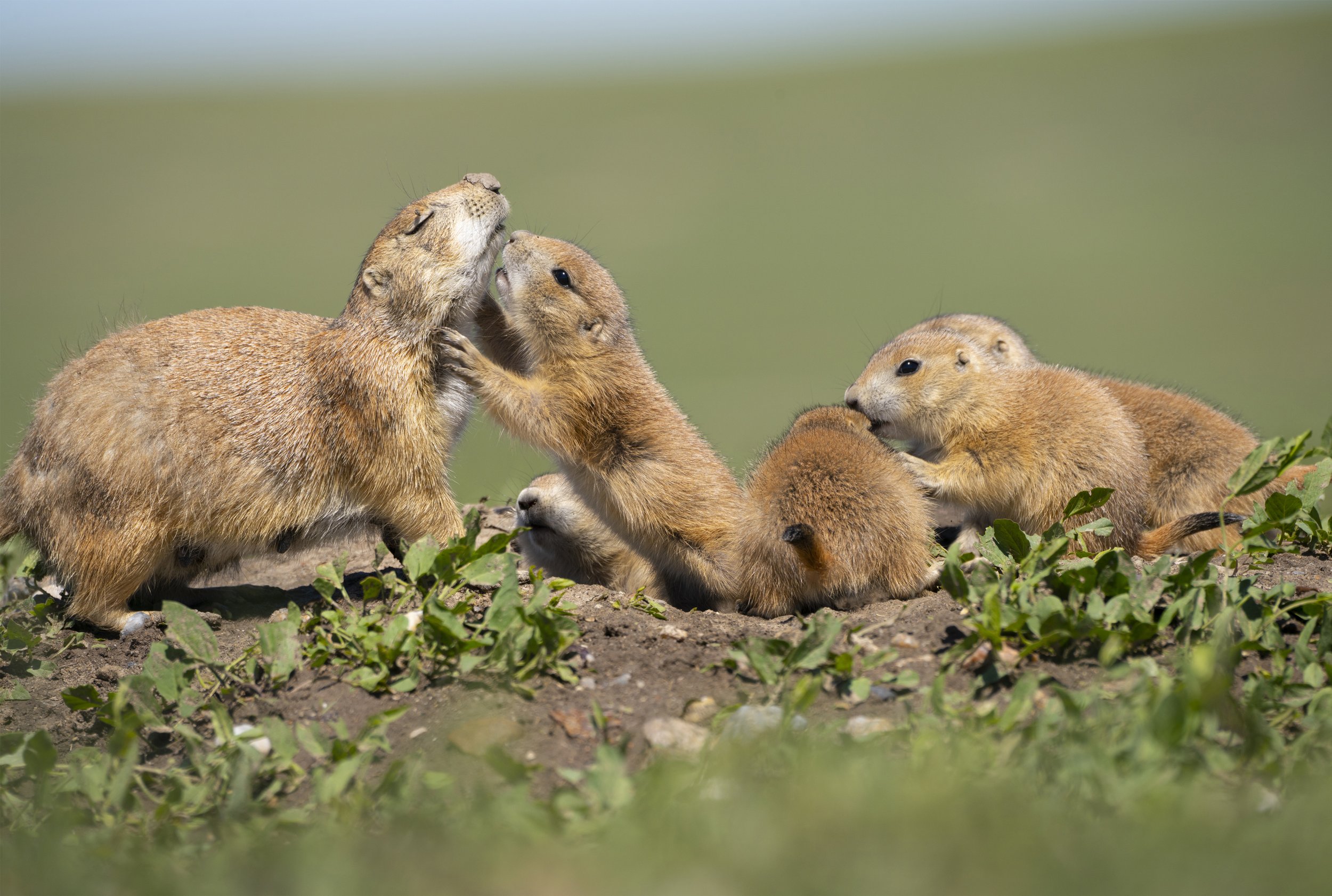 Prairie Dog Vs Groundhog  : The Ultimate Showdown