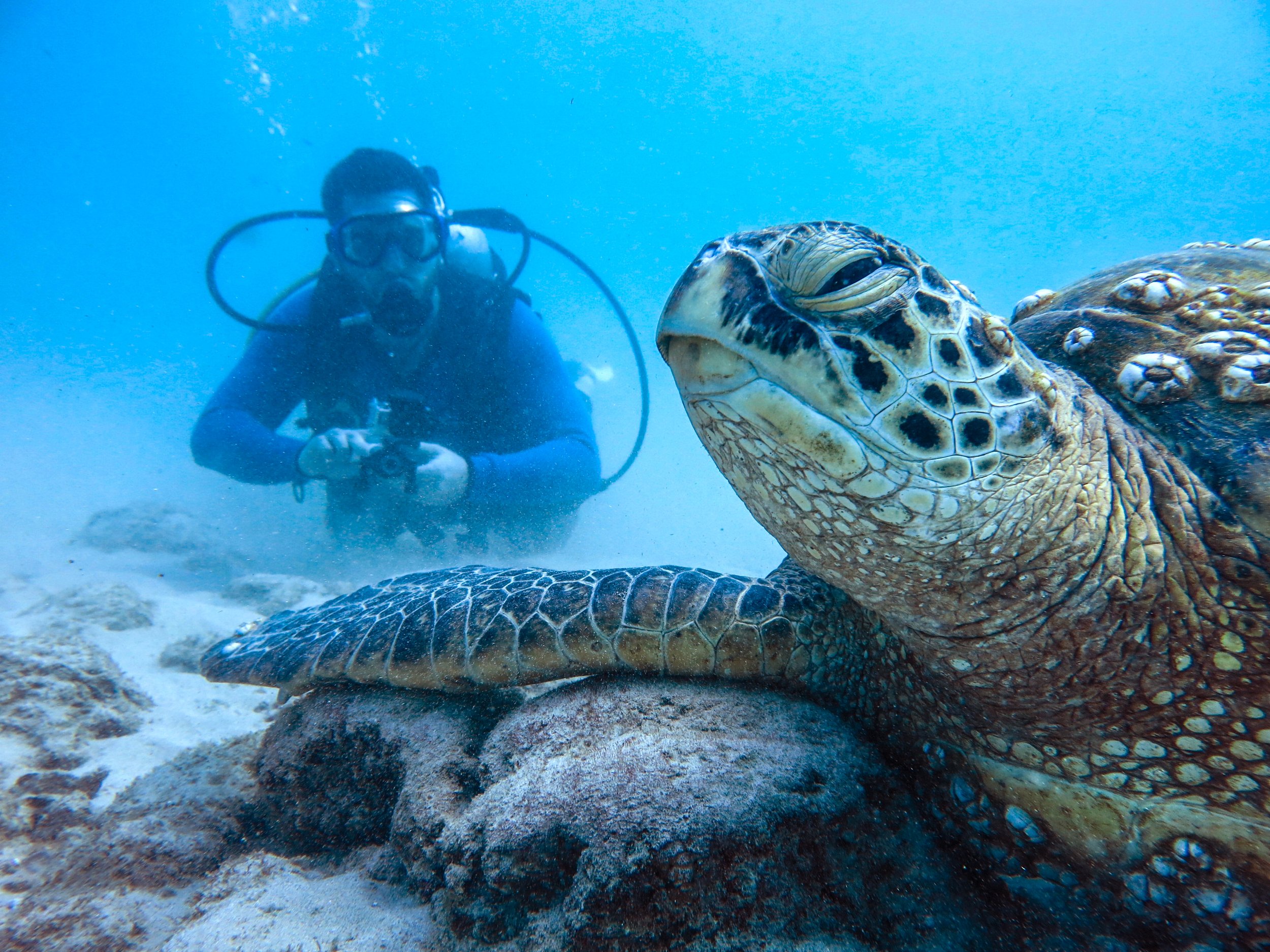 meandturtleselfie.jpg