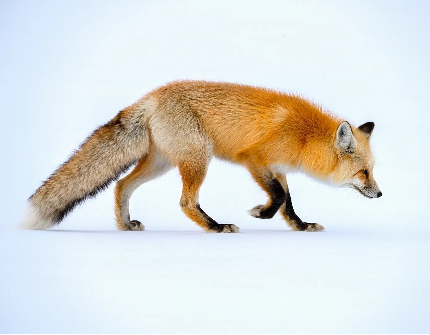 A red fox travels light on top of deep snow listening for small rodents below. These animals have extremely sensitive ears and can pick up the rustle of small feet as voles and mice dig tunnels through the snow. 

#Runningwildmedia #yellowstone #wild