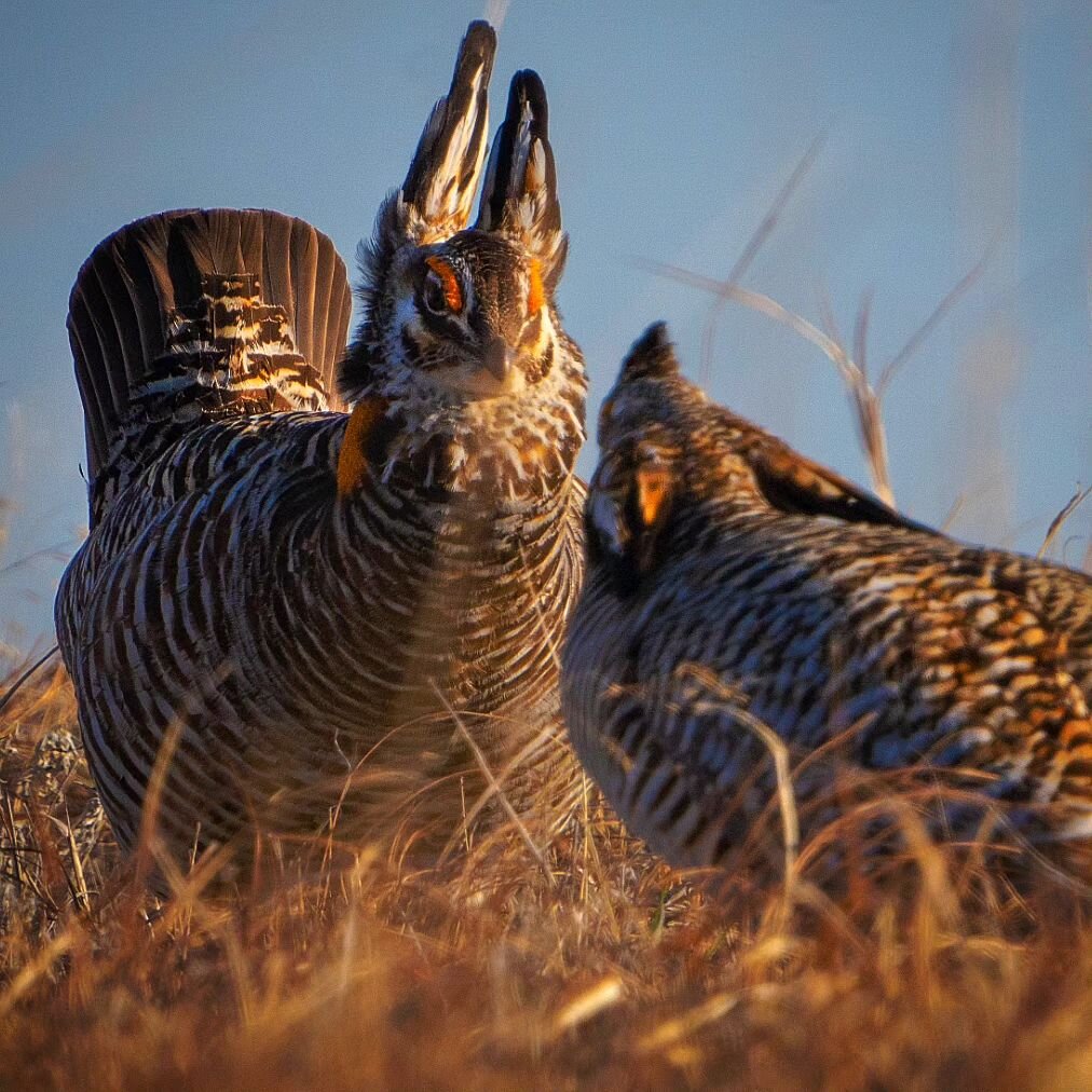 Two male greater prairie chickens stare each other down after screaming for 5 minutes. They challenge each other for the right to breed and come together for large dance offs called leks. After they size each other up, they will flop and flail in an 