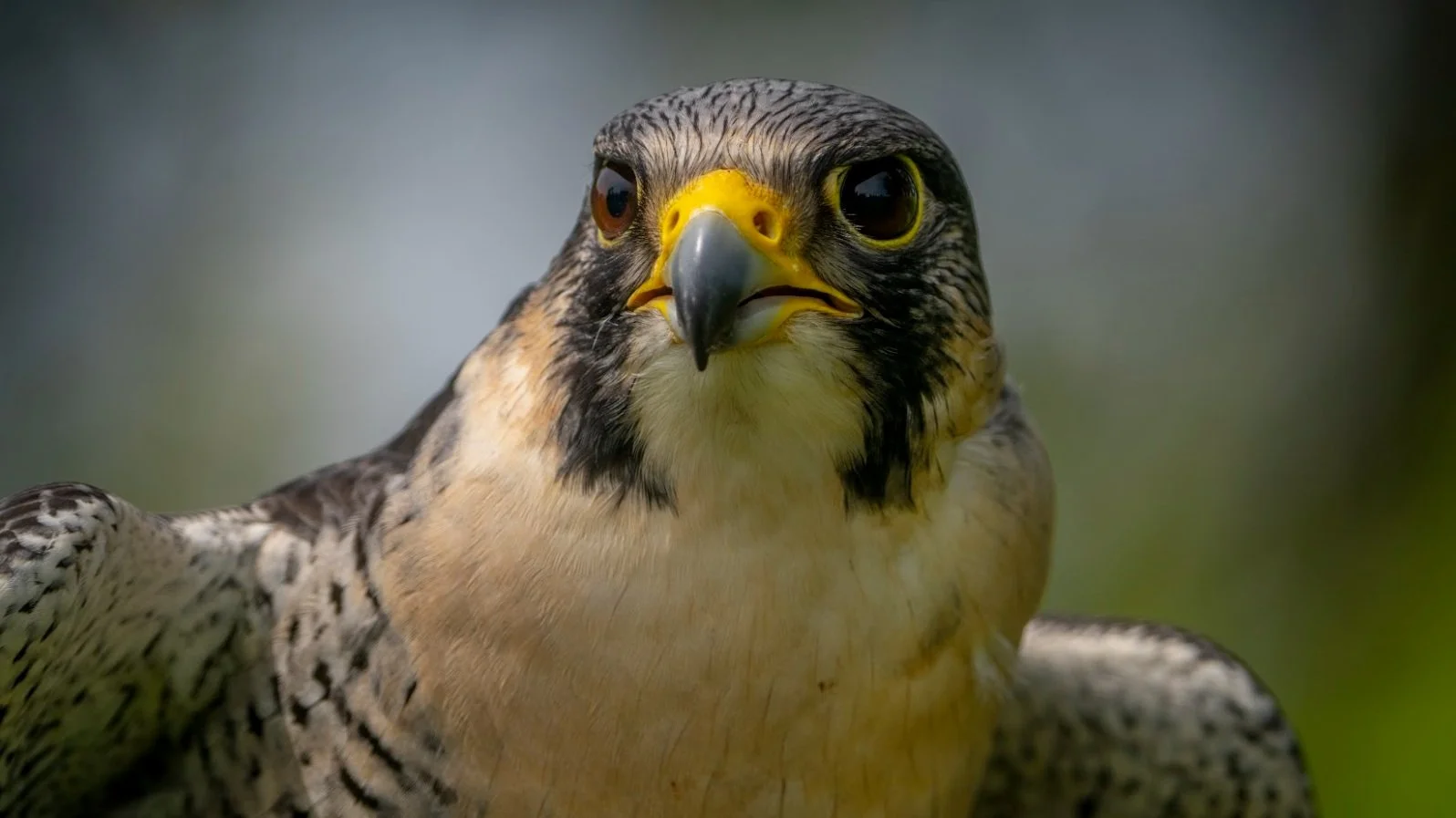 Saving the fastest animal in the world: working with CNN