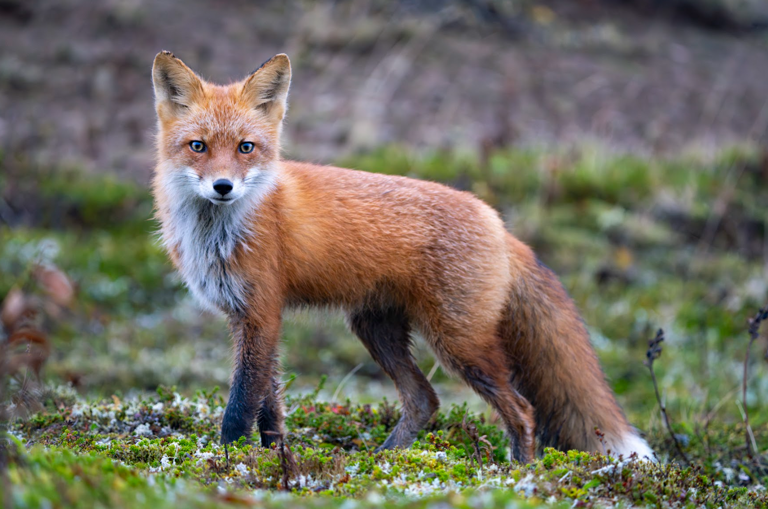 On Assignment: Protecting Alaska’s Wilderness In Izembek NWR