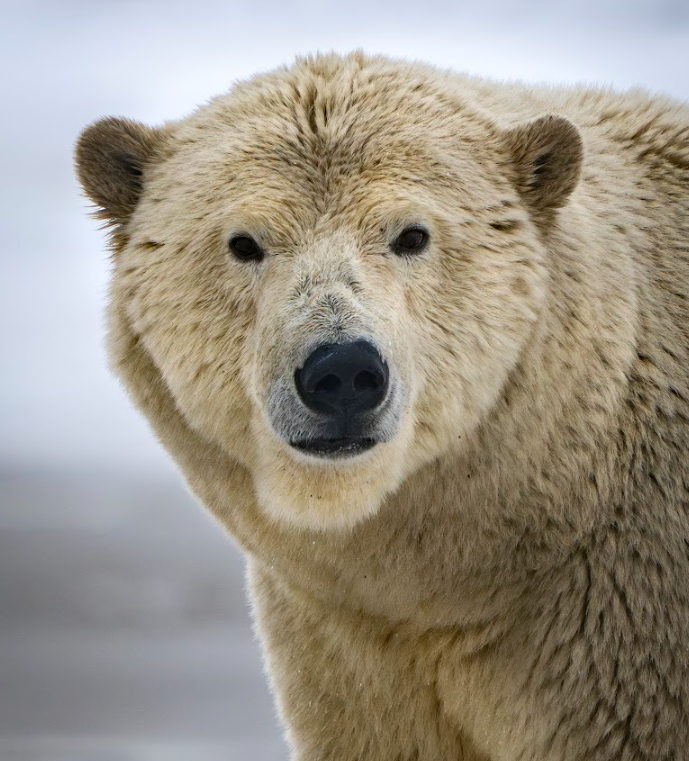 On Assignment: Into the Arctic