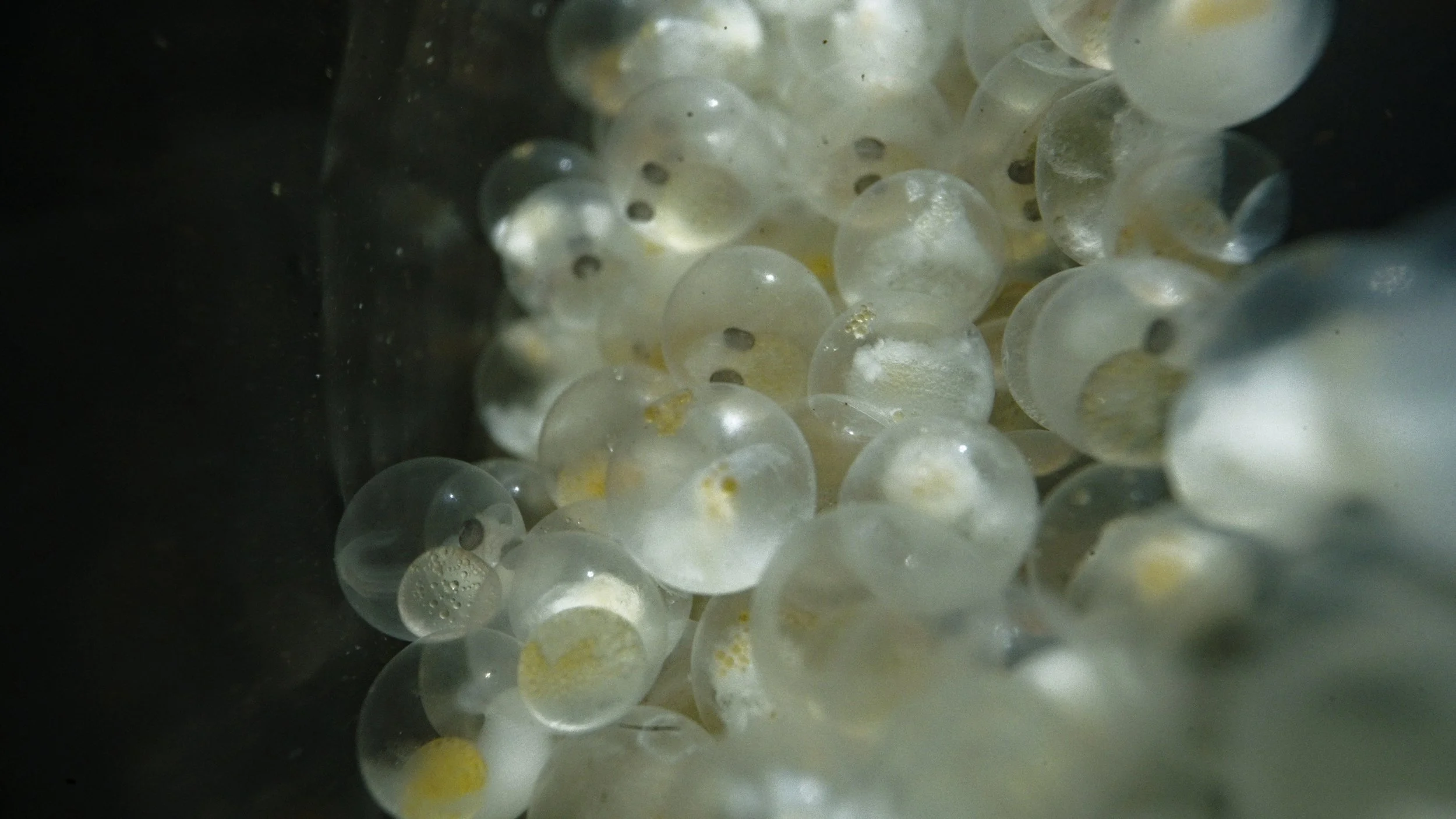 Grayling eggs photo 2.jpg