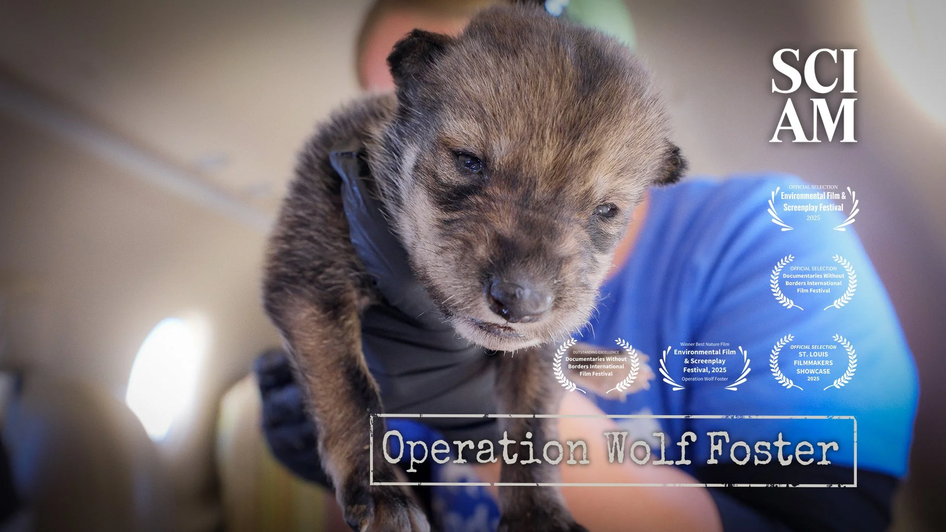 Mex Wolves Cover copy updated.jpg