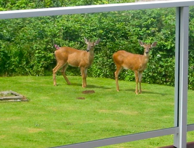 More Friendly Visitors