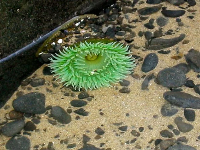 anemone in the tide pool