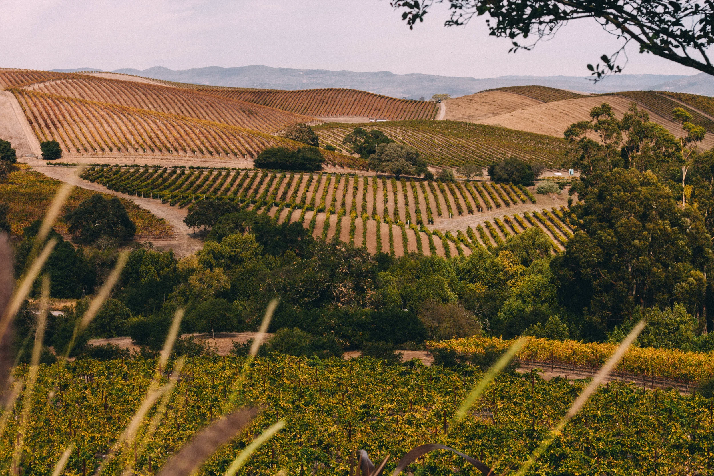 Travel- Napa, California