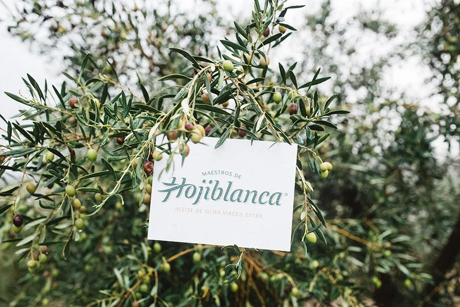 Etiqueta que dice 'Maestros de Hojiblanca. Aceite de oliva virgen extra' colgada en una rama de olivo con frutos verdes y morados, en un olivar al aire libre.