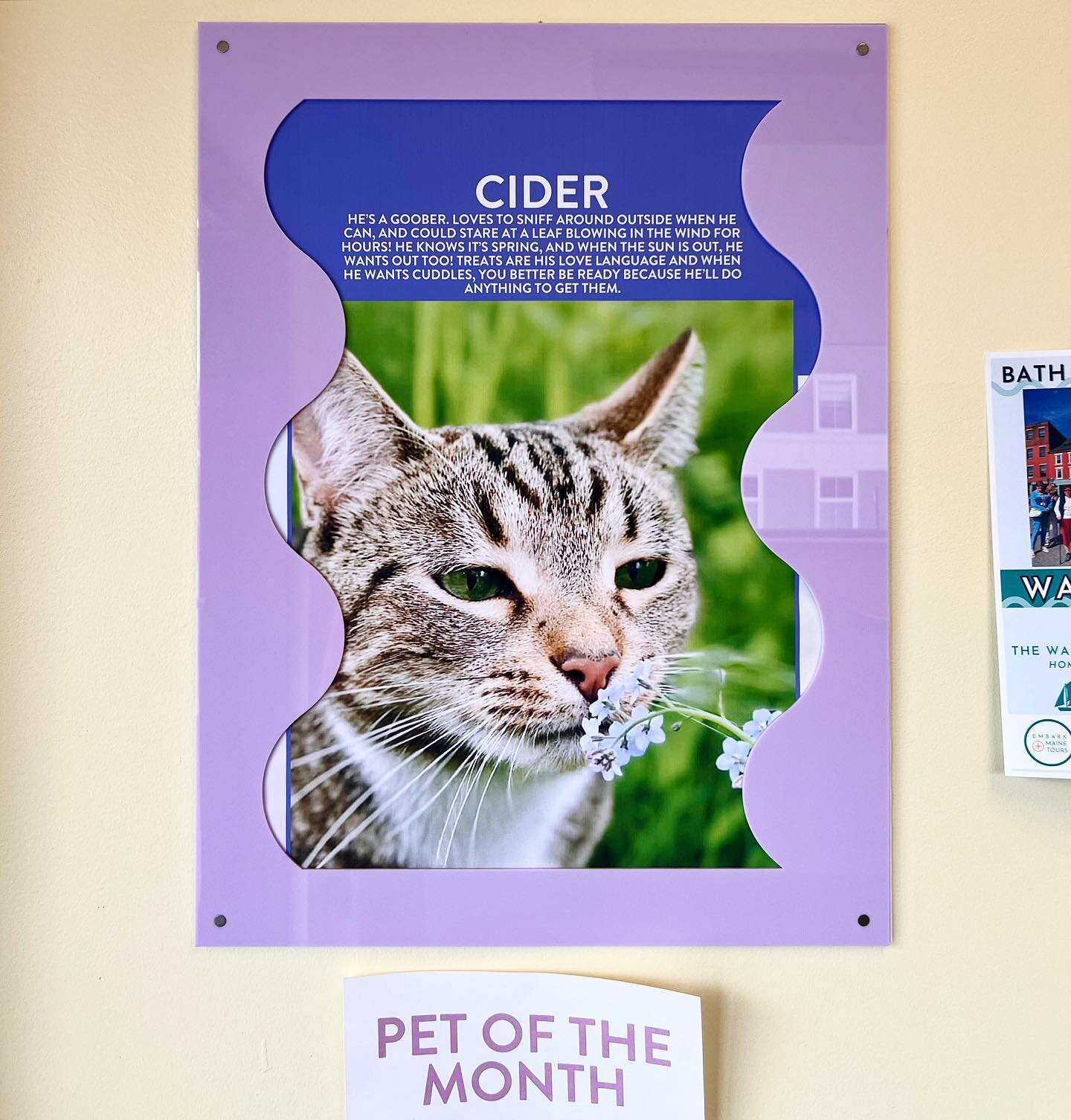 Cider 🥲 is our May pet of the month!! Thank you all for entering! The poster is hanging in our Bath lobby🩷🐈