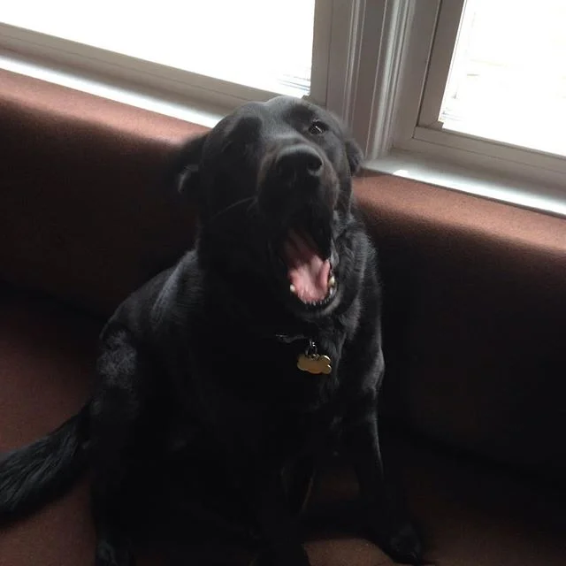 My sweet girl - Happy National Dog day Maggie!
#Maggie #nationaldogday #lab #blacklab #dog #doggy #mansbestfriend #rescue #rescuedog #mcmfurniture http://ift.tt/1Ii8lBo