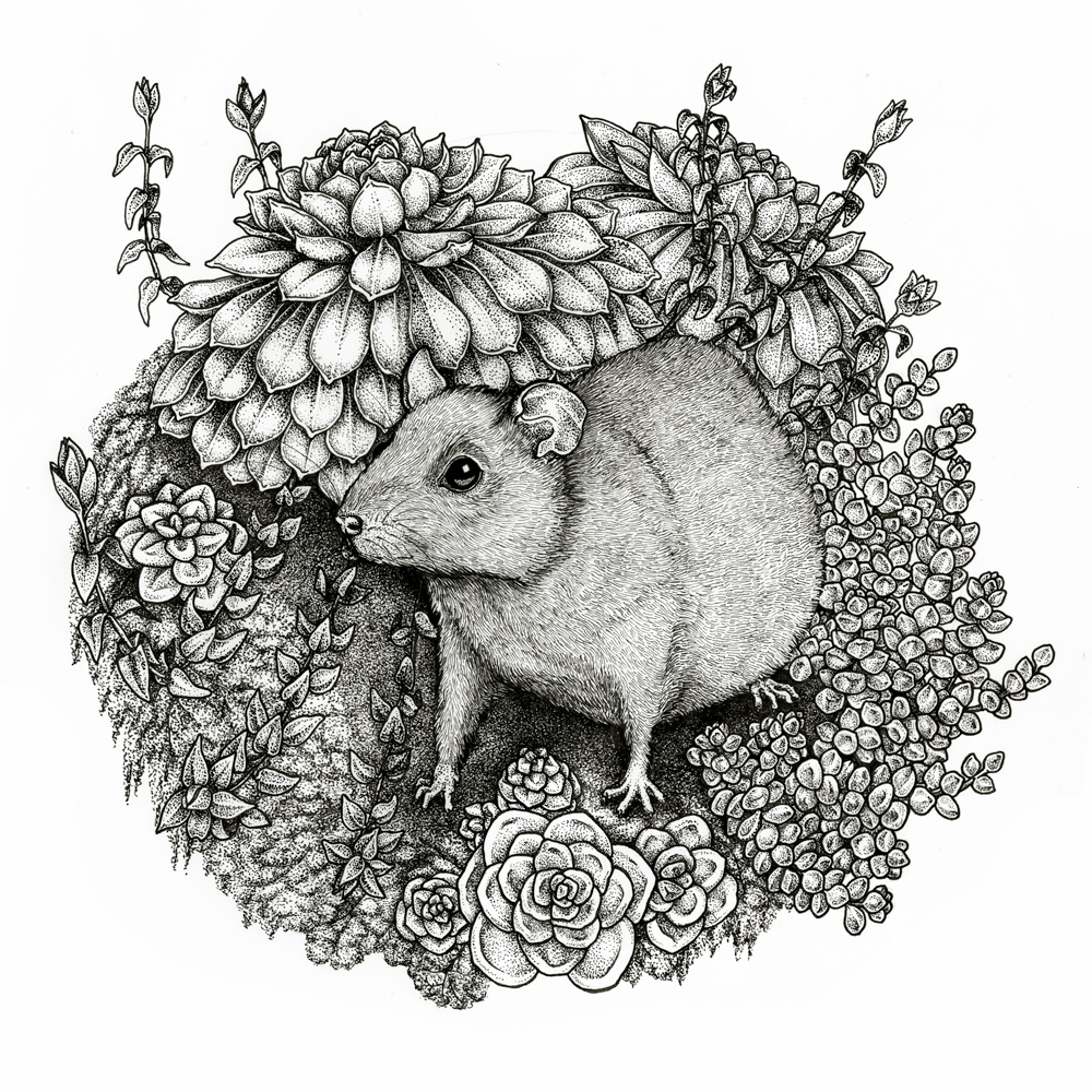 Rat and Succulents