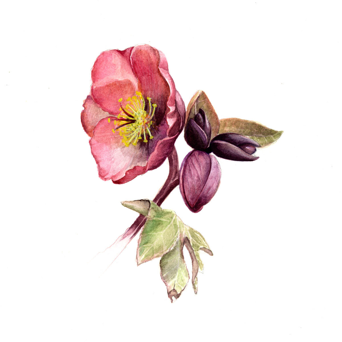 Hellebore