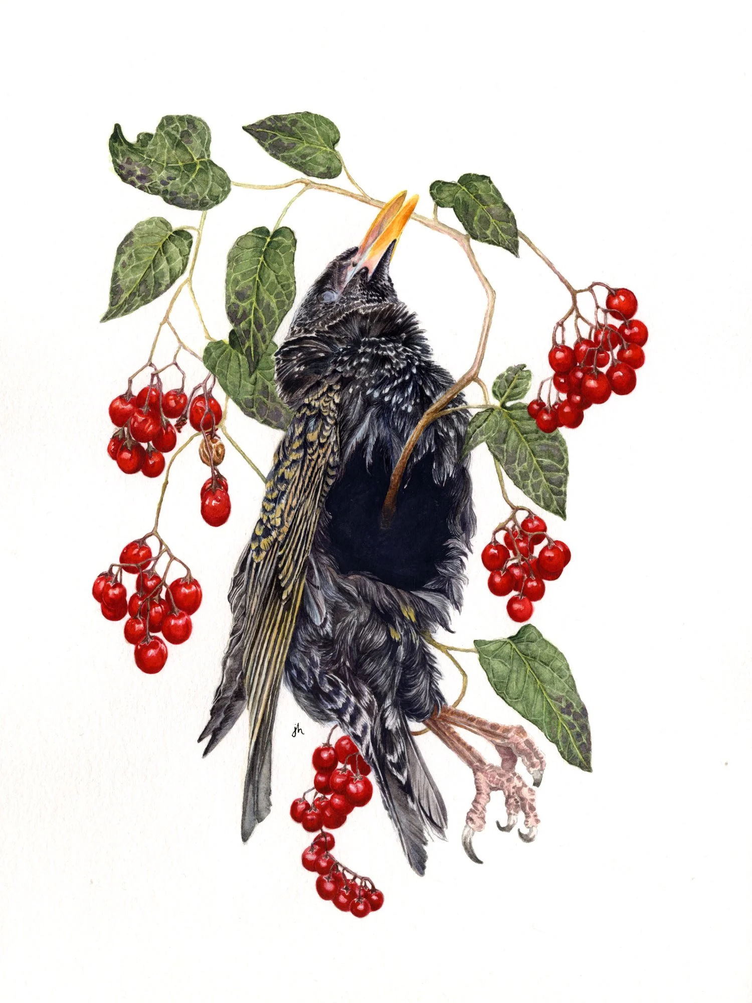 Nightshade, watercolor on paper