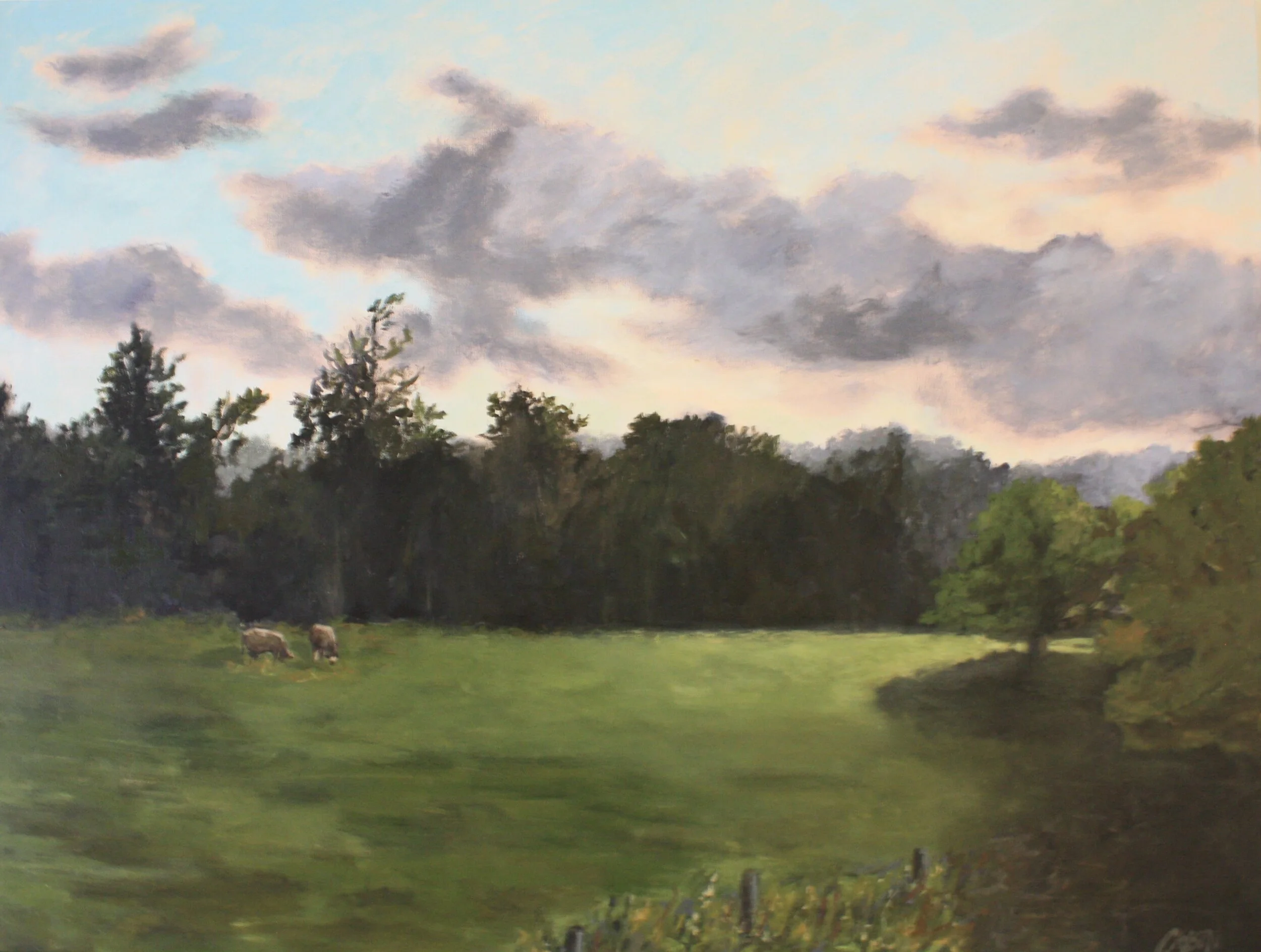 Cows Grazing in Essex 2.JPG