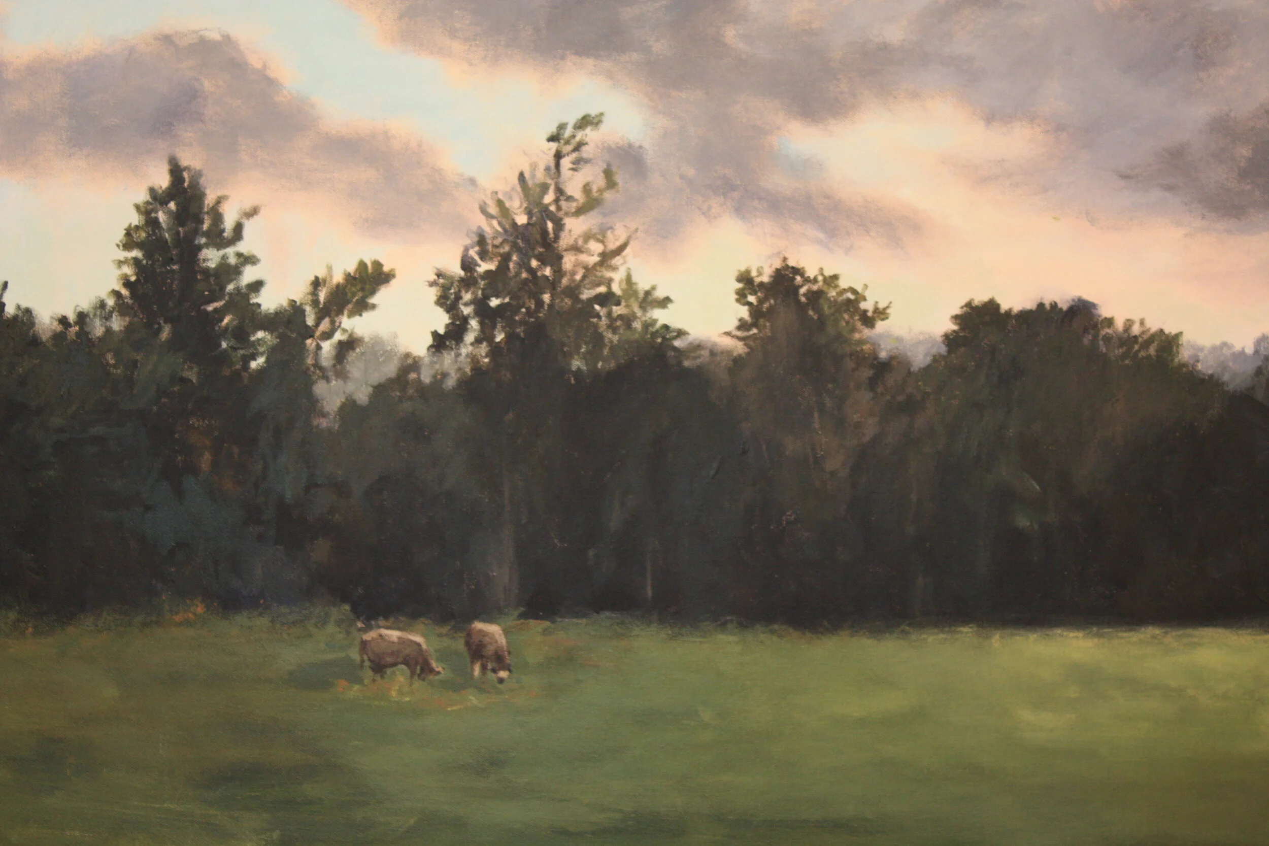 Cows Grazing in Essex 6.JPG