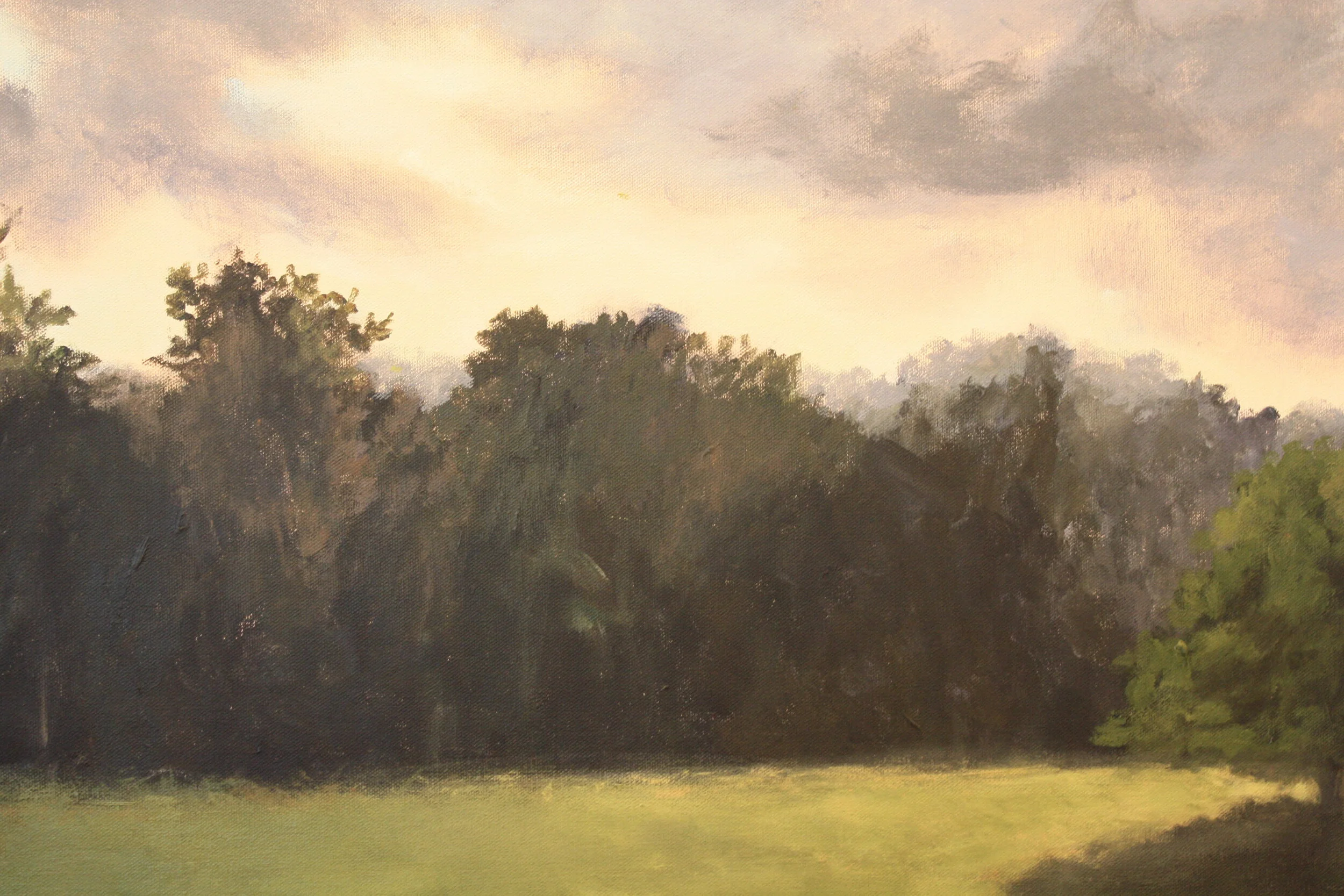 Cows Grazing in Essex 8.JPG