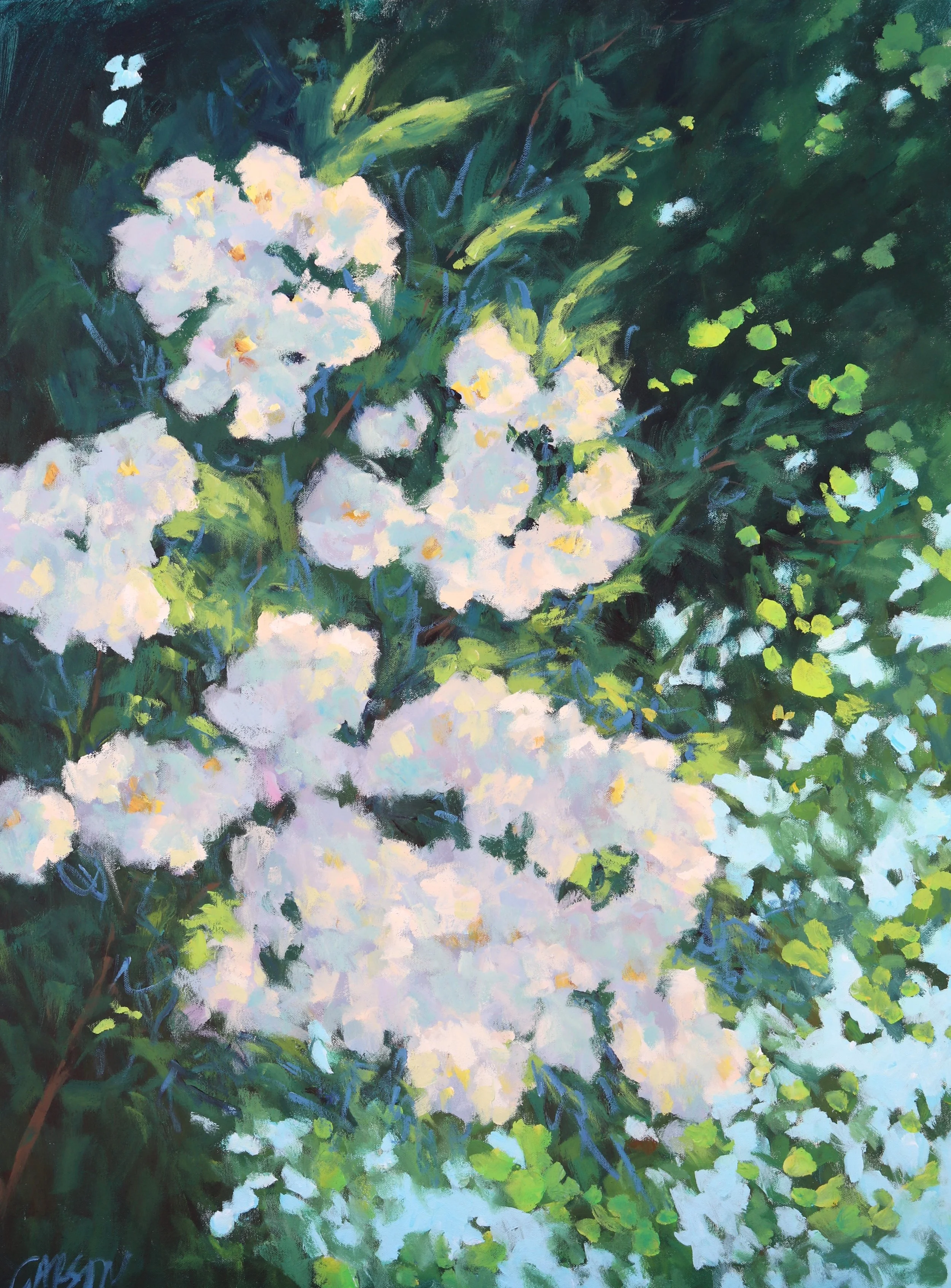 White Rhododendrons Cannon.JPG